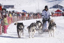 Lenk 2013